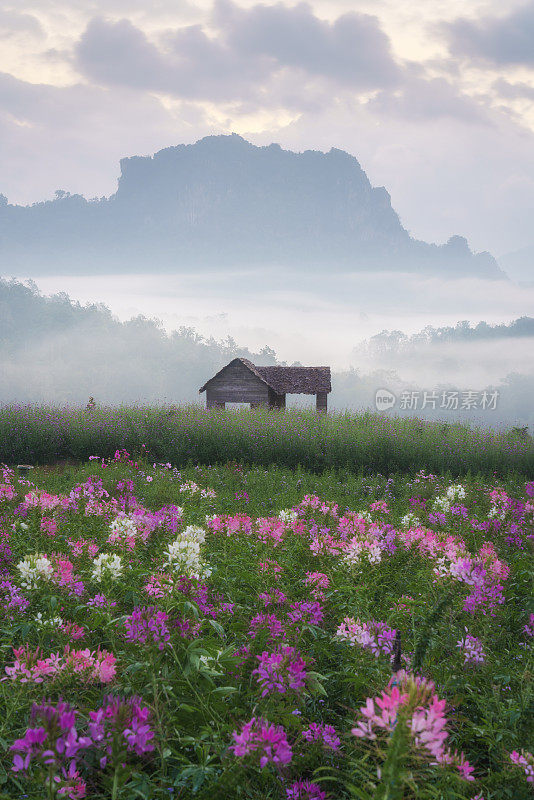 日出在Doi Chiang Dao山与雾和盛开的花园在清莱，泰国